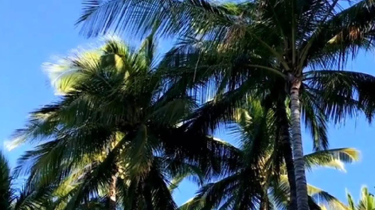 TN farmers seek urgent help from govt as 28 lakh diseased coconut trees face axe in Coimbatore TN farmers seek urgent help from govt as 28 lakh diseased coconut trees face axe in Coimbatore