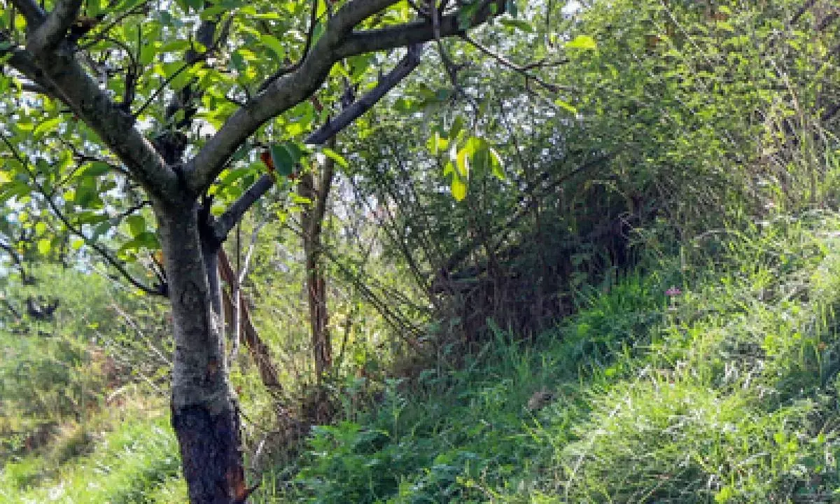 TN govt to deploy drones, ground robots to tackle forest fires