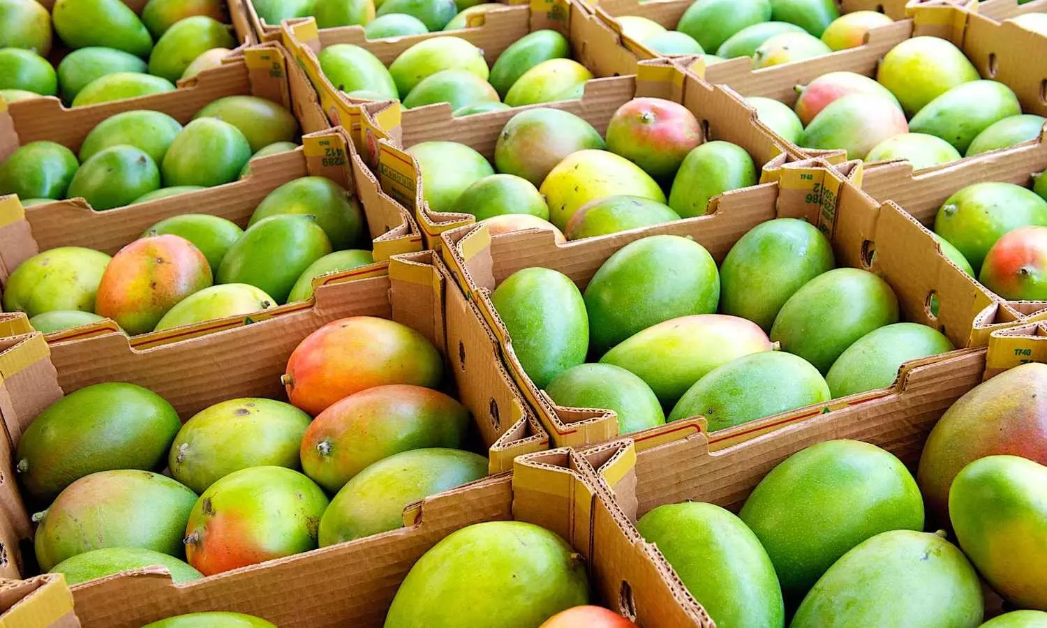 Indian Mango Exporters Hit by ₹4.2 Crore Loss After US Turns Back Shipments on Technical Grounds Indian Mango Exporters Hit by ₹4.2 Crore Loss After US Turns Back Shipments on Technical Grounds