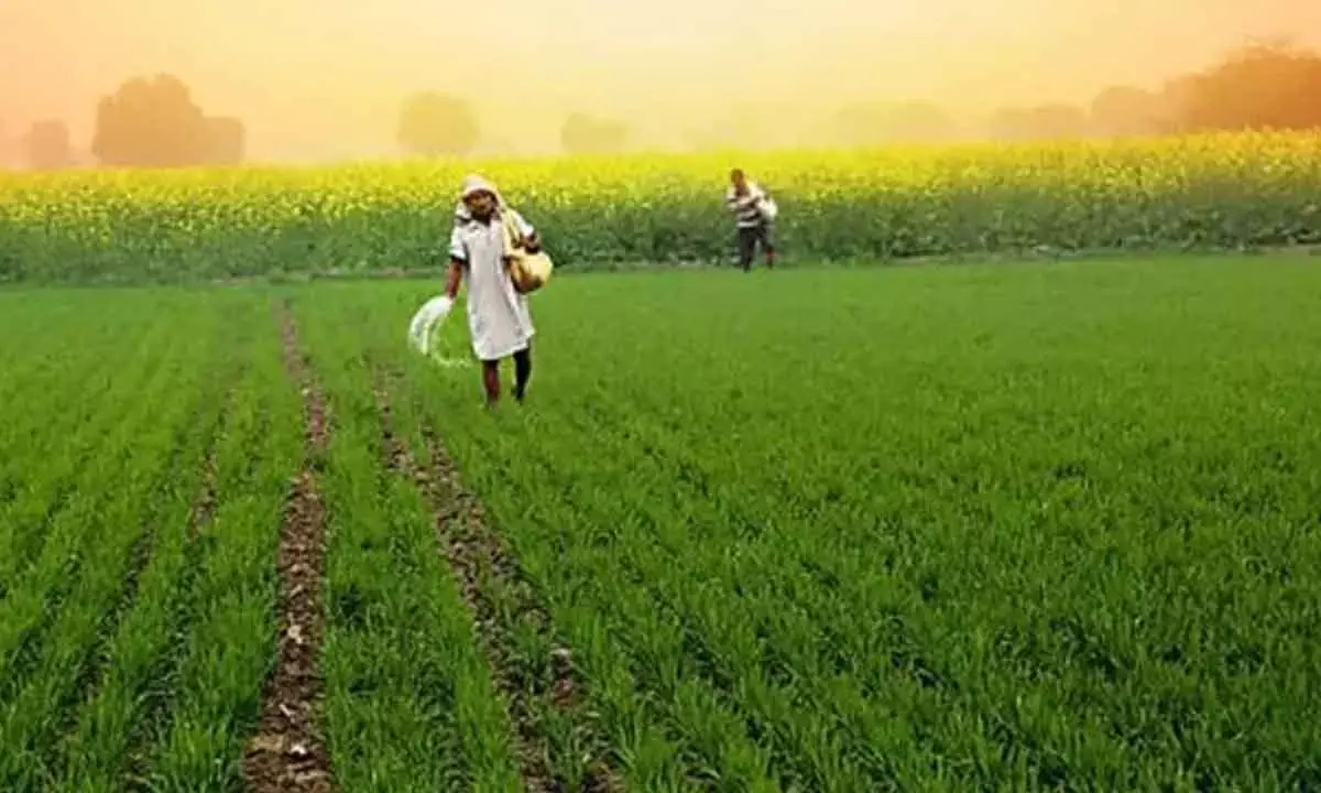 Indias Farm Sector Growth To Hit 3.5% In FY26: Agri Min