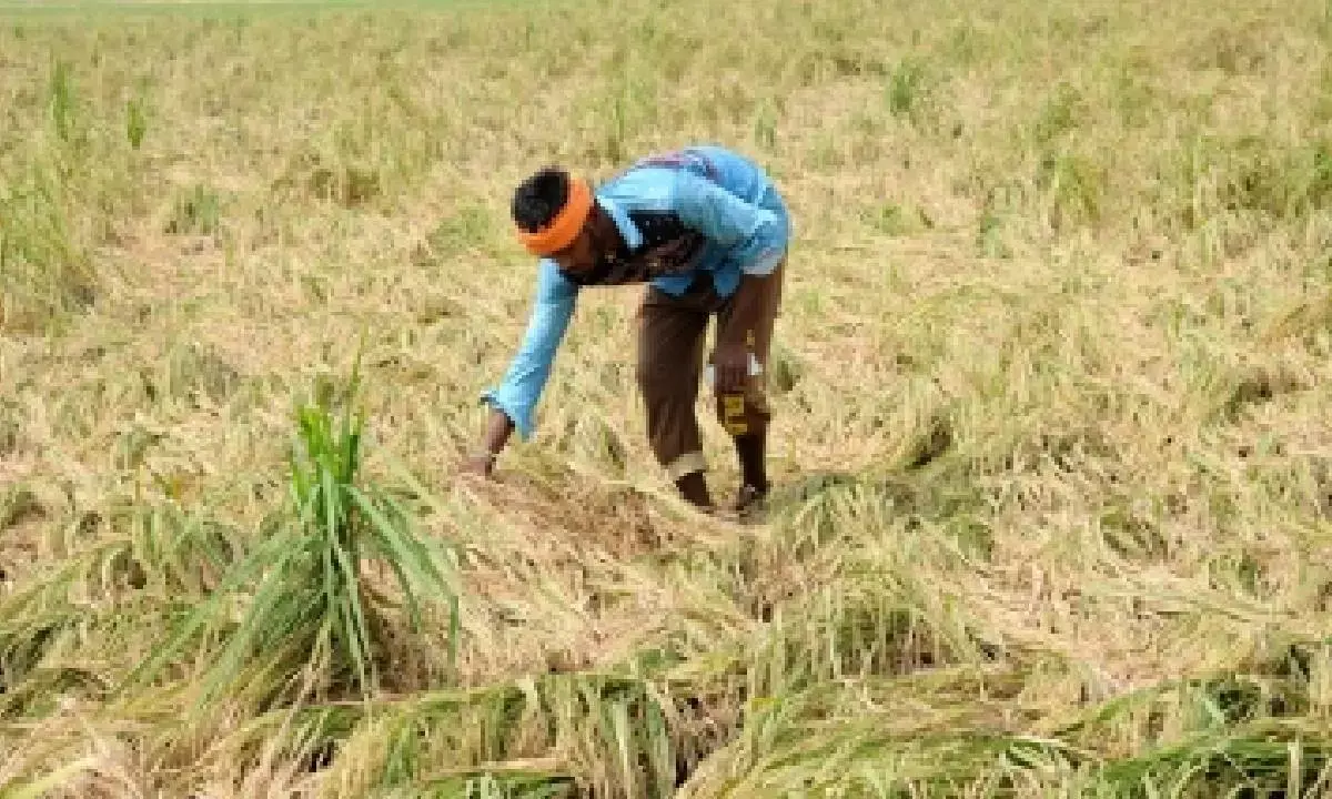 TN farmers demand compensation for crop loss after unseasonal rain