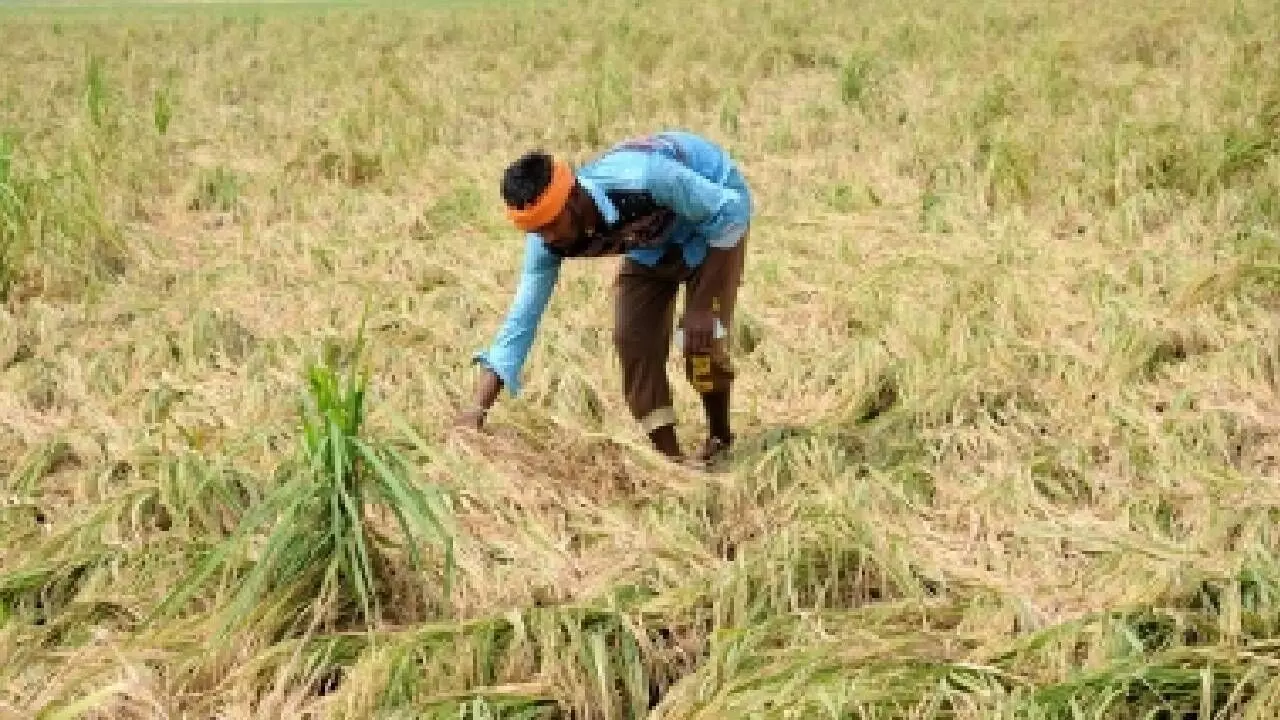 TN farmers demand compensation for crop loss after unseasonal rain TN farmers demand compensation for crop loss after unseasonal rain