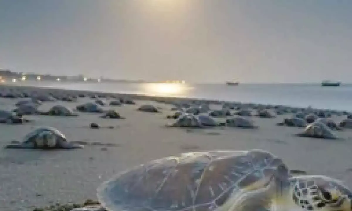 Proud conserving Olive Ridley turtles