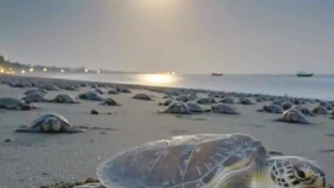 Proud conserving Olive Ridley turtles