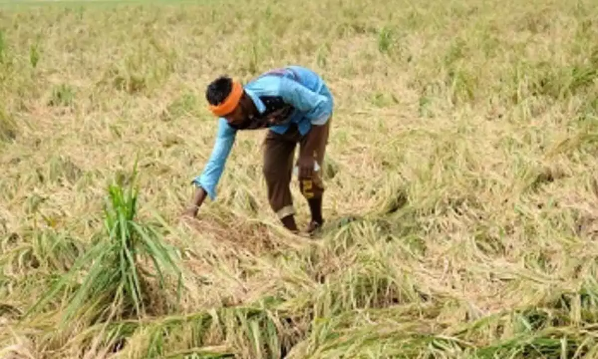 Nearly 2.23L growers in HP Go In For Natural Farming