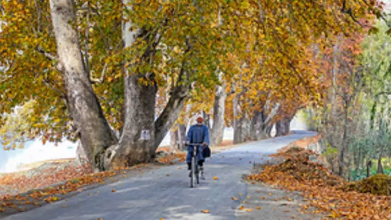Daylight Can Boost Immune System’s Ability To Ward Off Infections: Study