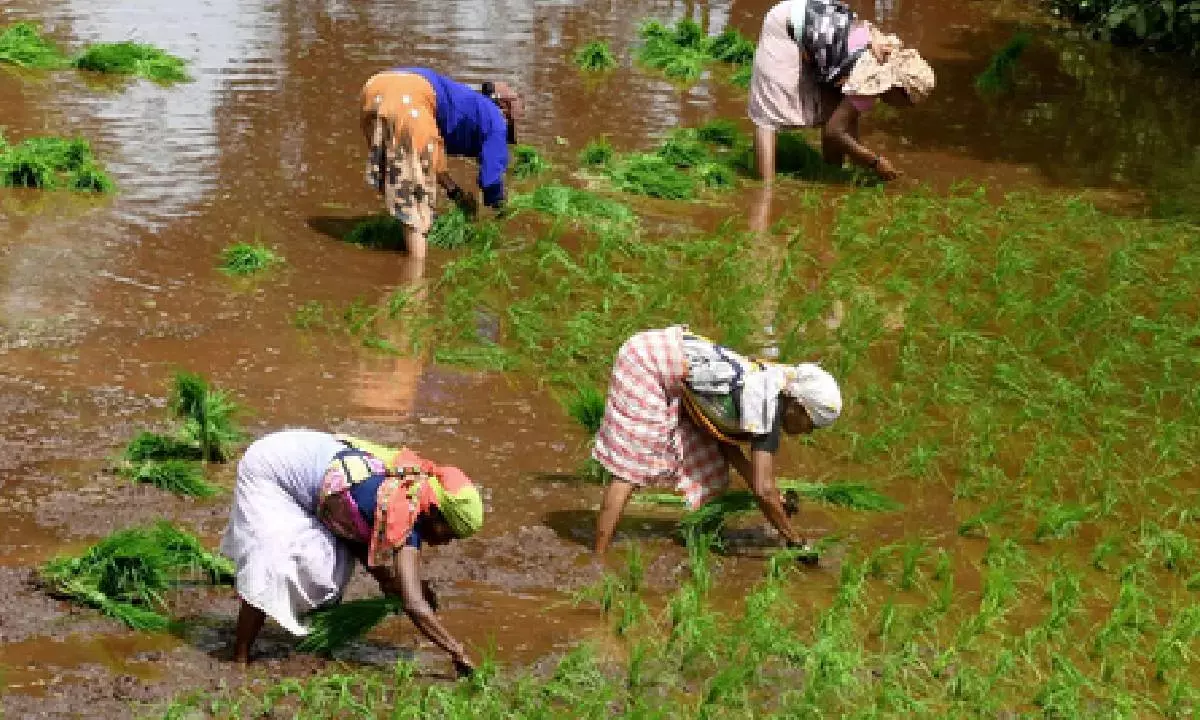Cabinet okays interest subsidy on farmers loans for 2025-26
