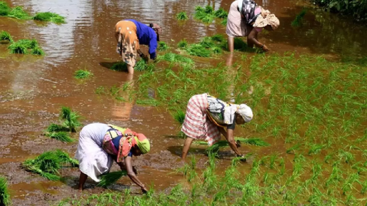 Cabinet okays interest subsidy on farmers loans for 2025-26 Cabinet okays interest subsidy on farmers loans for 2025-26