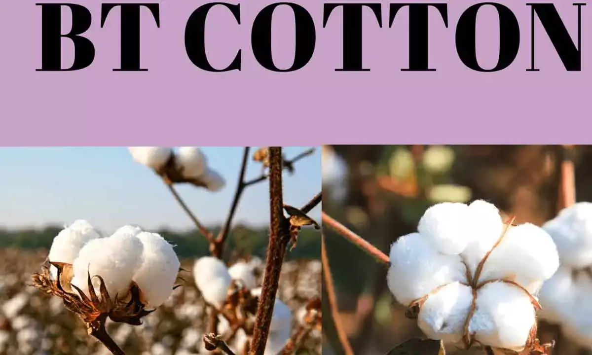 Cotton GM Industry Must Be Made Accountable For Successive Crop Failures