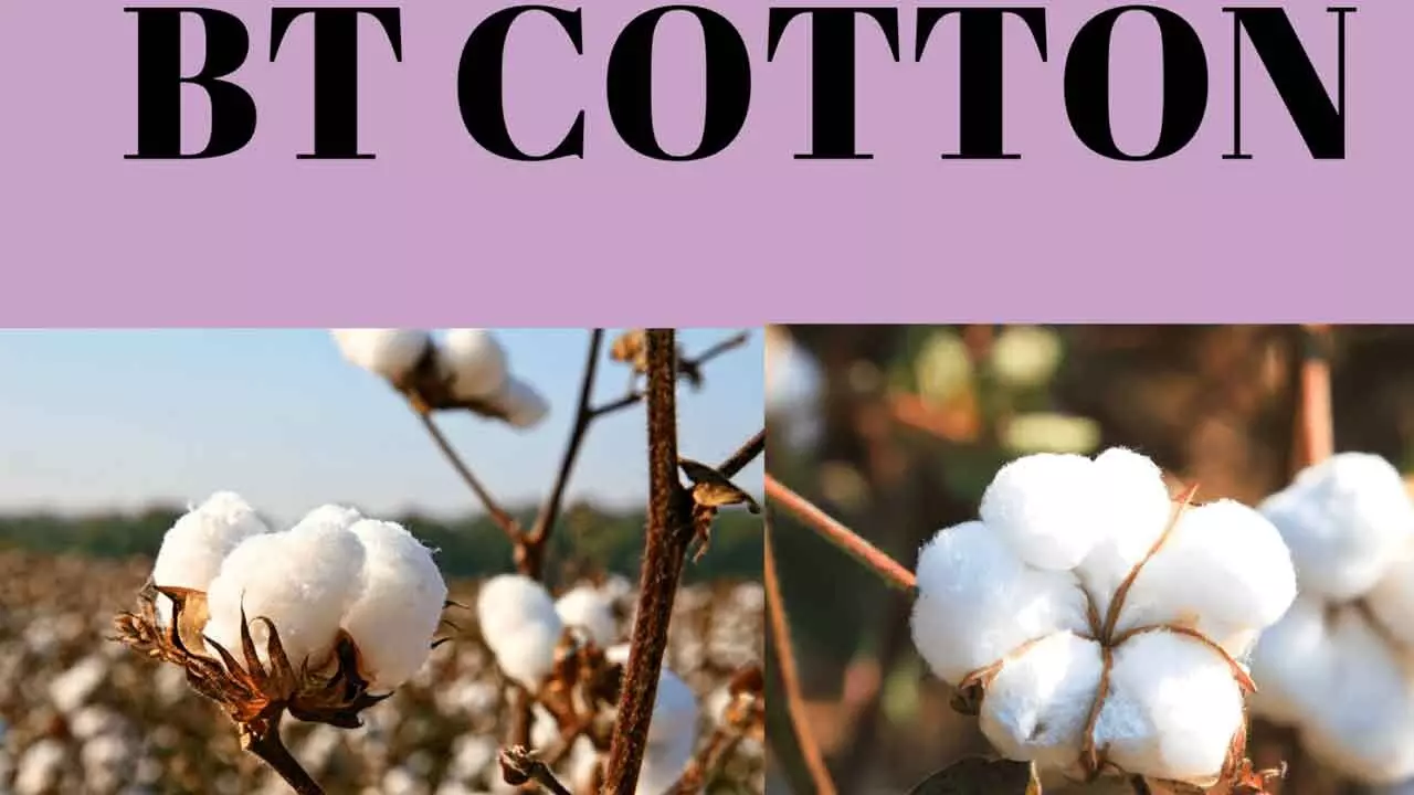 Cotton GM Industry Must Be Made Accountable For Successive Crop Failures Cotton GM Industry Must Be Made Accountable For Successive Crop Failures