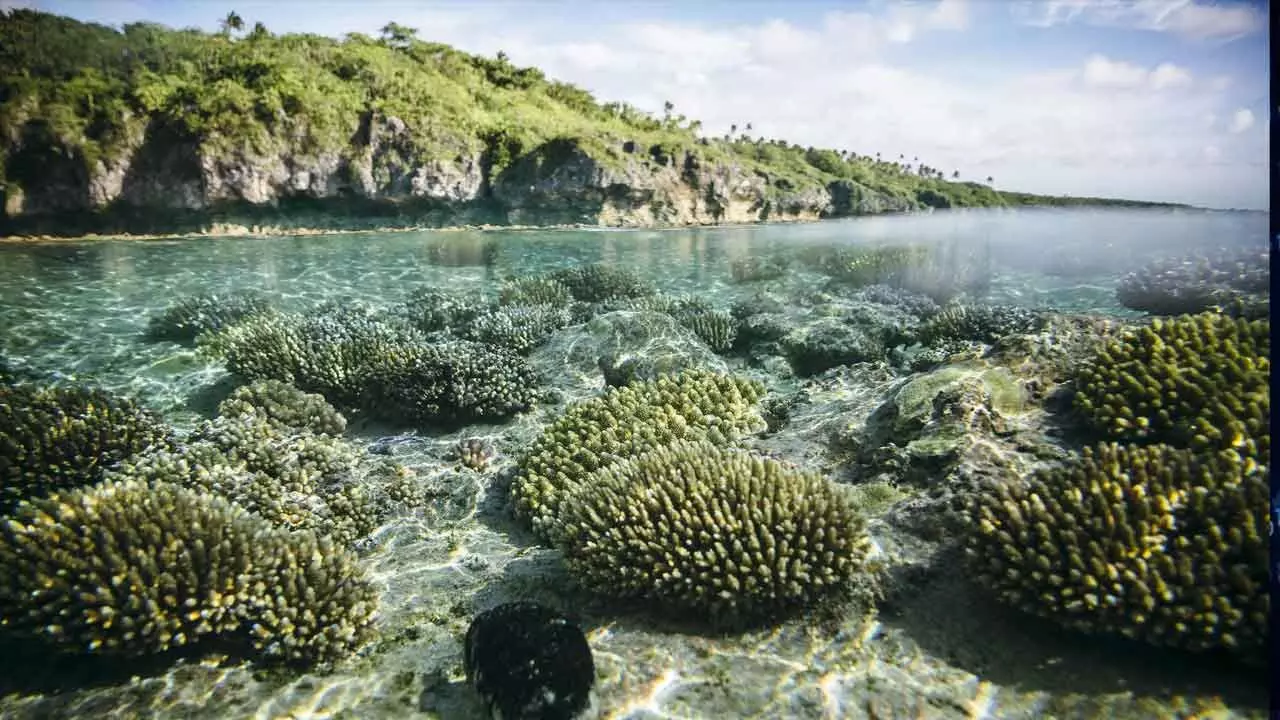 World Leaders To Chart Rescue Plan For Oceans At UNOC 3