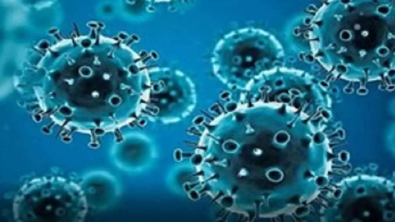 IIT Madras Study Shows Viruses Follow Seasonal And Yearly Cycles IIT Madras Study Shows Viruses Follow Seasonal And Yearly Cycles