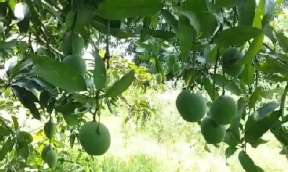 TN farmers to hold statewide protest on June 10 over mango price crash