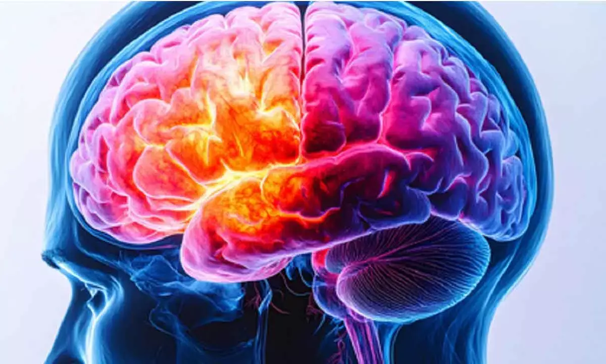 Early Periods, Later Menopause Slow Brain Ageing