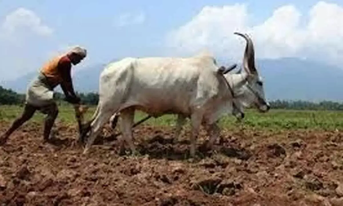 Food Provides Hope, Alas, Not For Food Producers