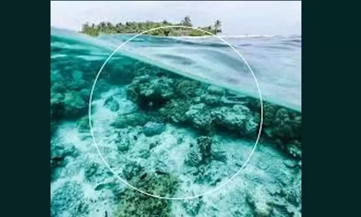 The World’s Oceans Are Dying