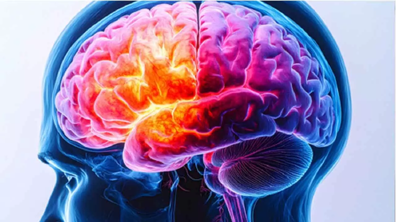 Early Periods, Later Menopause Slow Brain Ageing Early Periods, Later Menopause Slow Brain Ageing