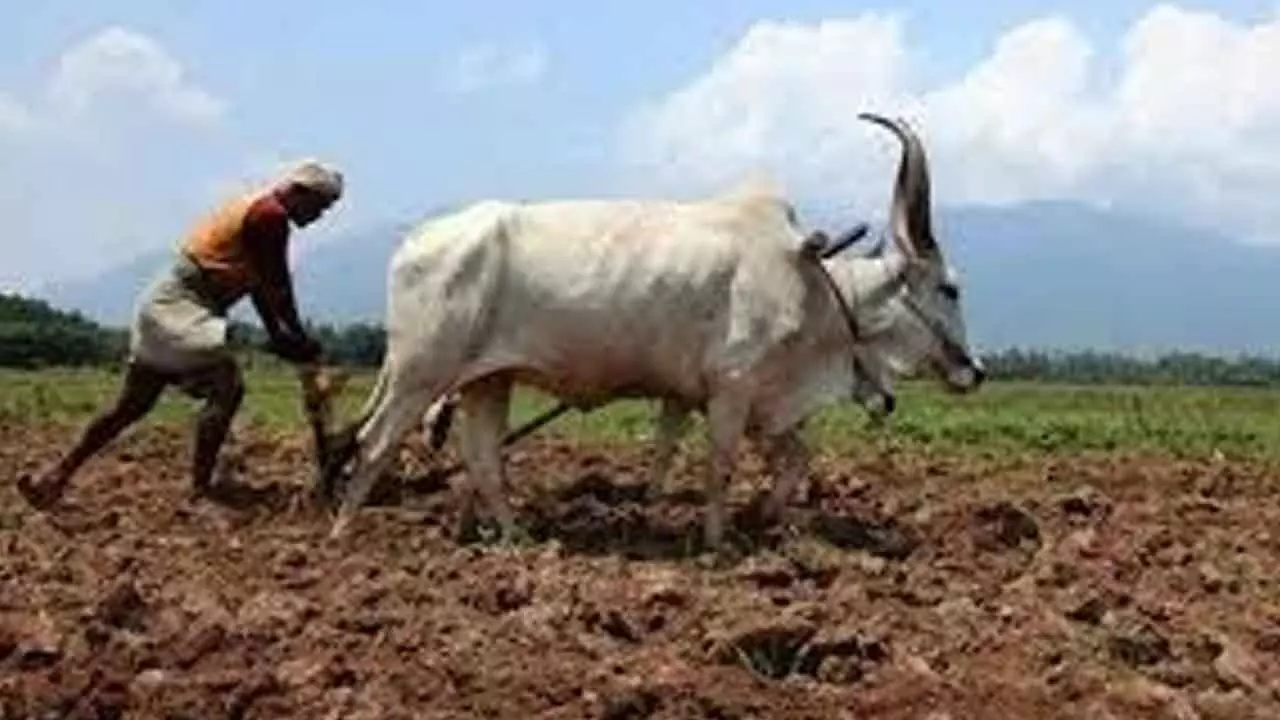 Food Provides Hope, Alas, Not For Food Producers