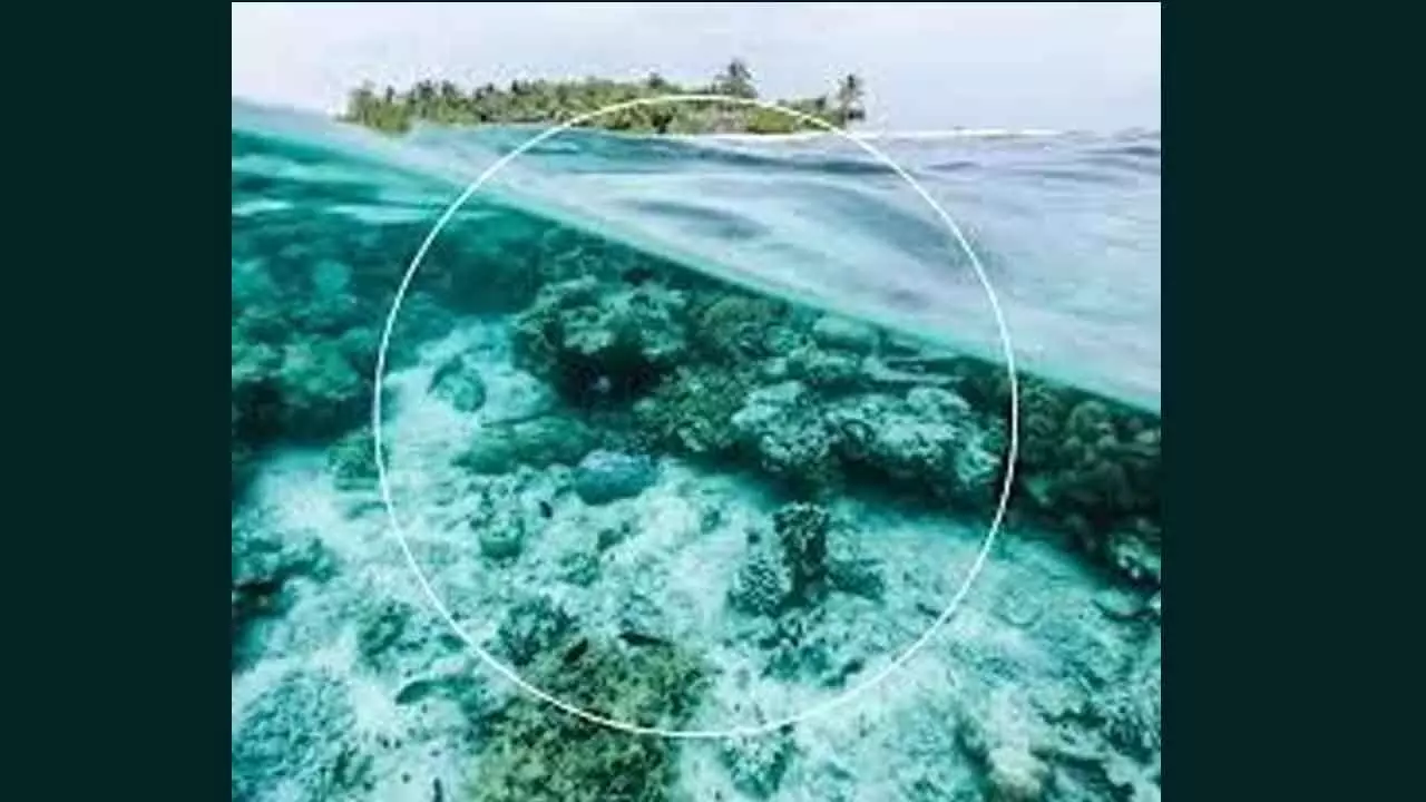 The World’s Oceans Are Dying The World’s Oceans Are Dying