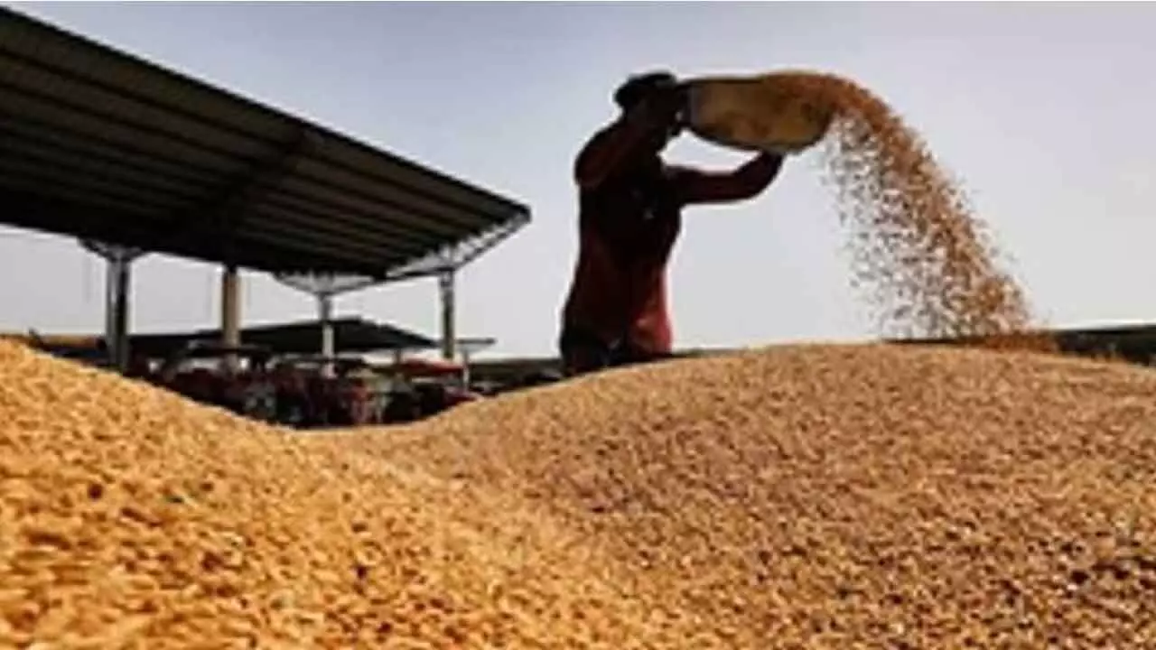 Centre’s Wheat Procurement At MSP Rises To 3-Yr High Centre’s Wheat Procurement At MSP Rises To 3-Yr High