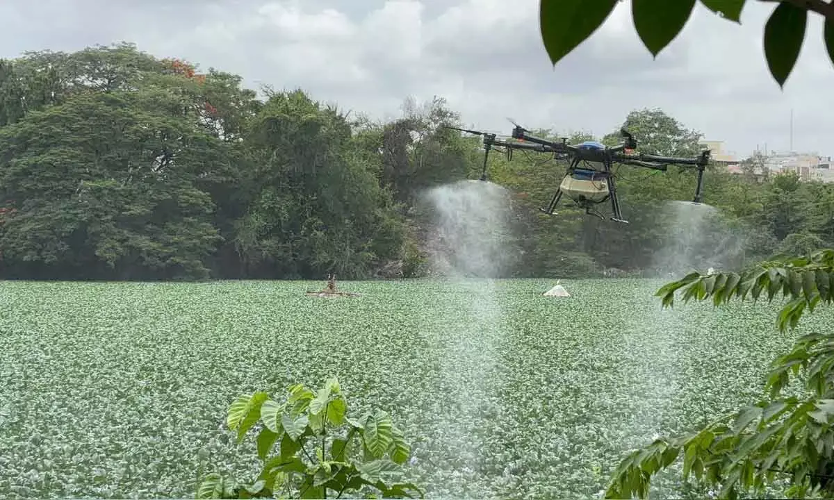 AVPL Drones Keep Lakes Pest-Free