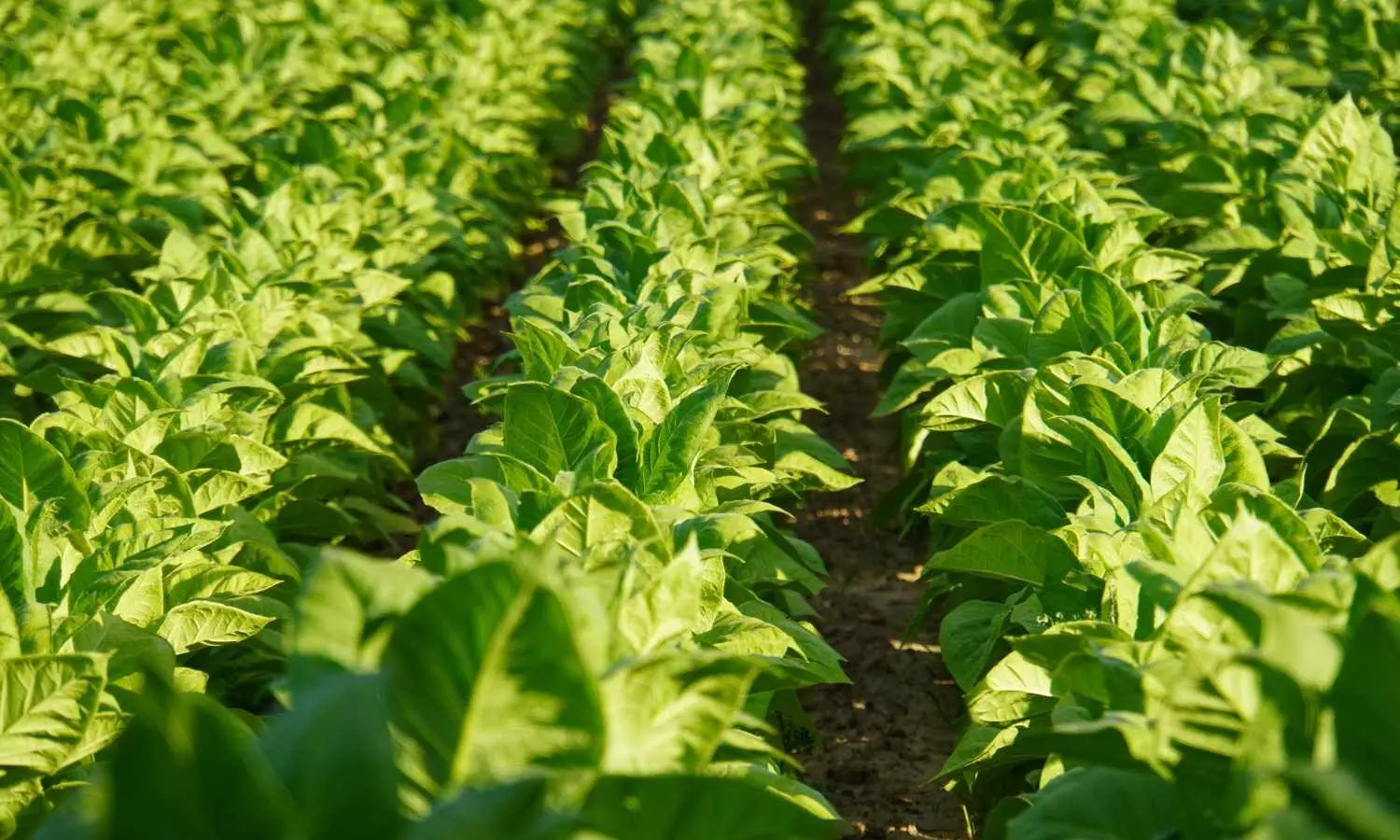 Centre may bailout crisis-hit tobacco farmers in AP Centre may bailout crisis-hit tobacco farmers in AP