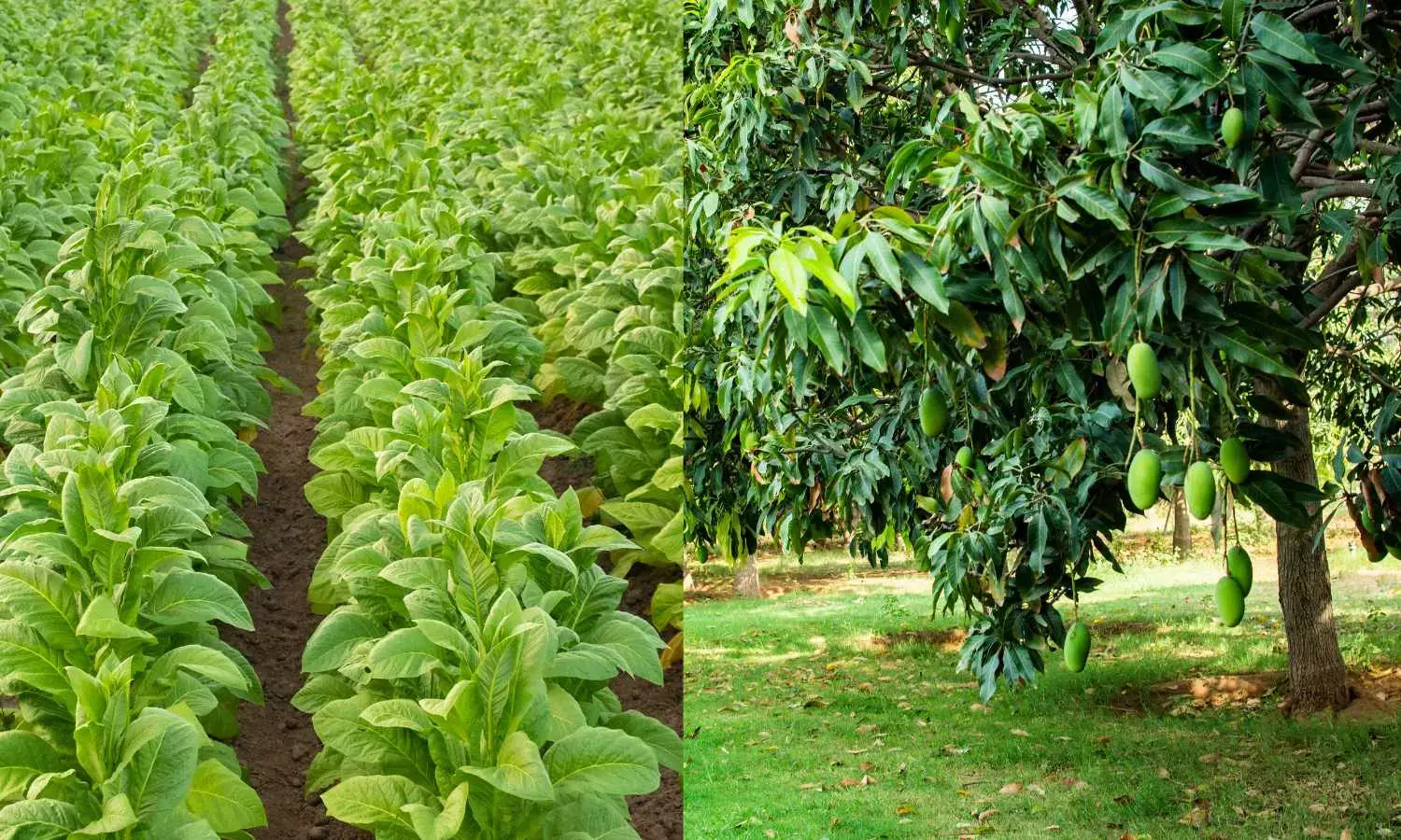 Need to stand by tobacco, mango farmers at this hour of crisis: Naidu