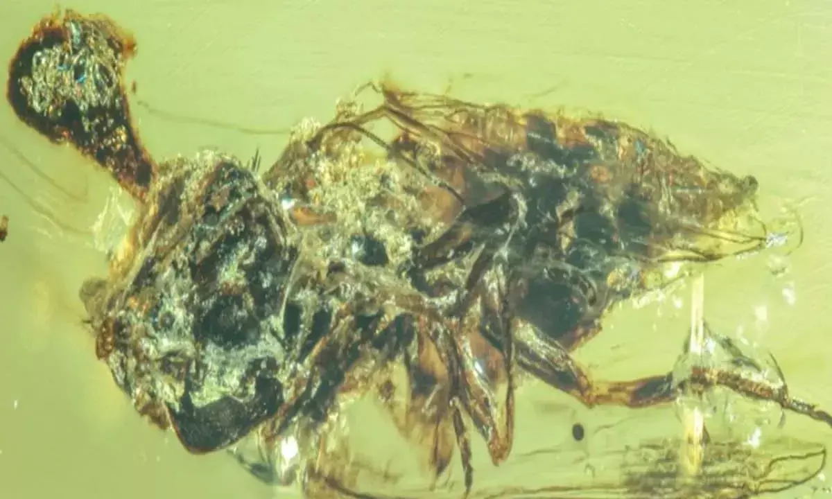 Ancient ‘Zombie’ Fungi in Amber Reveal Earliest Insect-Parasite Relationships