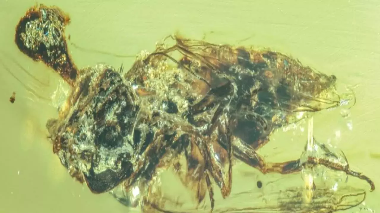 Ancient ‘Zombie’ Fungi in Amber Reveal Earliest Insect-Parasite Relationships Ancient ‘Zombie’ Fungi in Amber Reveal Earliest Insect-Parasite Relationships