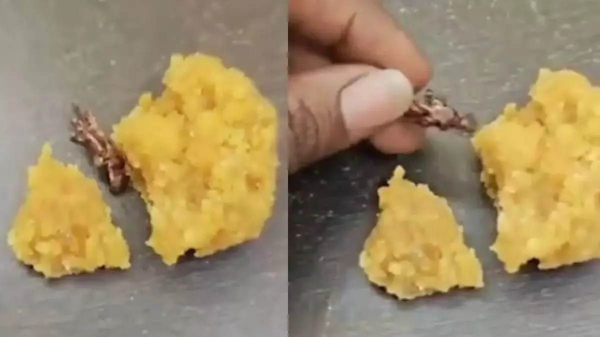 Devotee Alleges Cockroach Found in Srisailam Temple Laddoo; Authorities Deny Claim