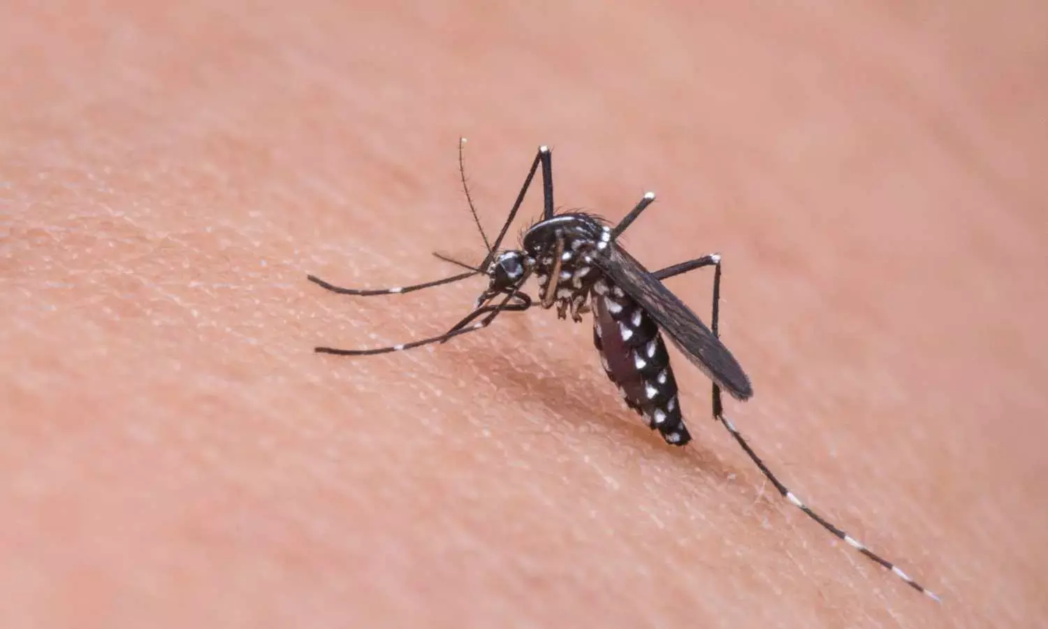 AP to use AI to fight against mosquito menace, to launch special projects at hotspots