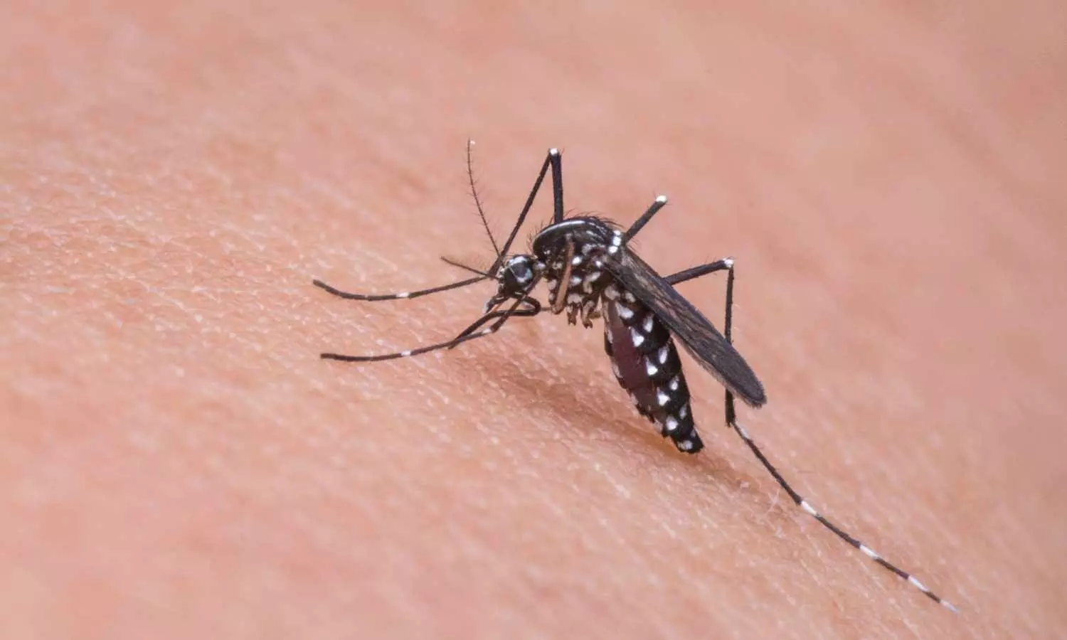 AP to use AI to fight against mosquito menace, to launch special projects at hotspots AP to use AI to fight against mosquito menace, to launch special projects at hotspots