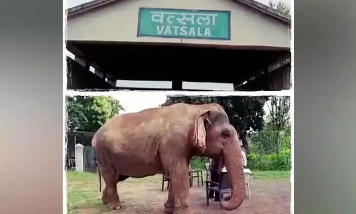 Farewell to a Legend: Asias Oldest Elephant, Vatsala, Dies at Panna Tiger Reserve