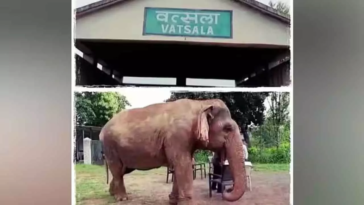Farewell to a Legend: Asias Oldest Elephant, Vatsala, Dies at Panna Tiger Reserve Farewell to a Legend: Asias Oldest Elephant, Vatsala, Dies at Panna Tiger Reserve