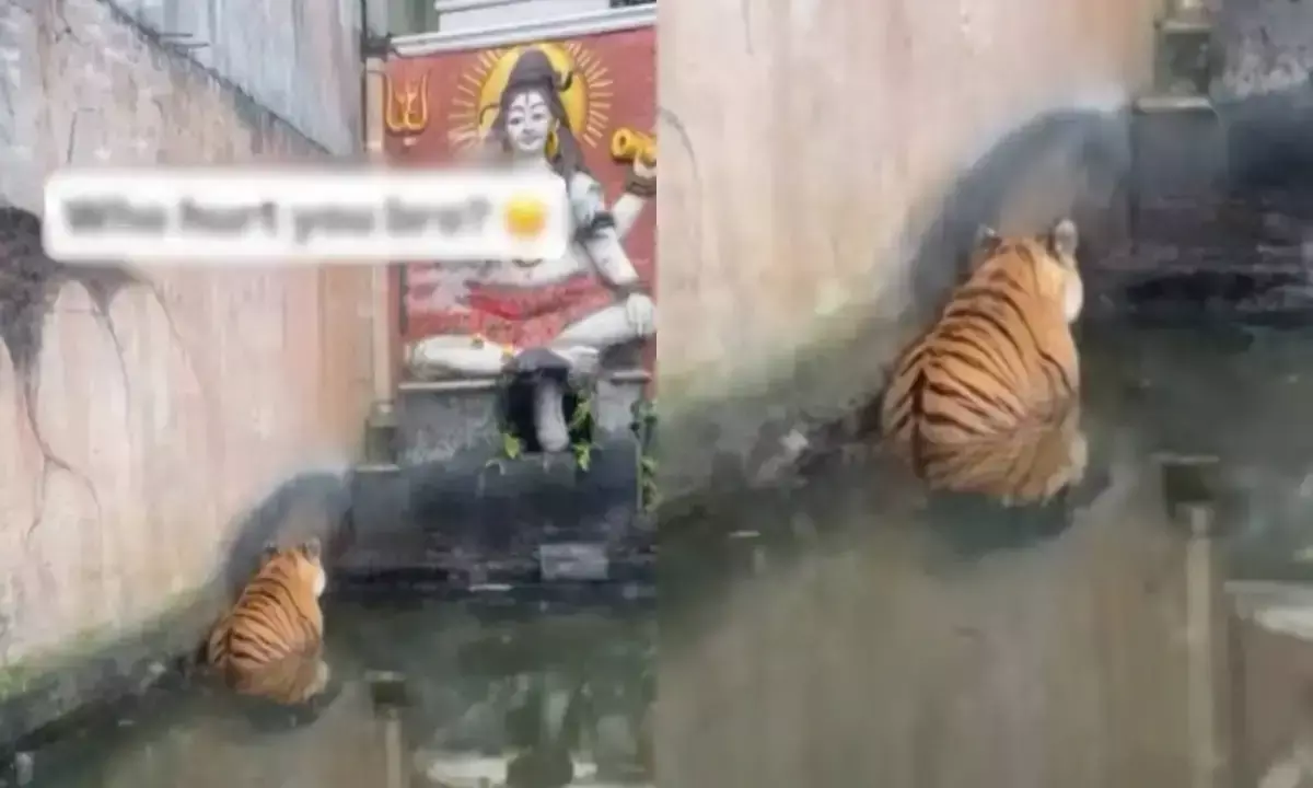 Viral Tiger Sits Devotee‑Style Before Lord Shiva Statue — Internet Melts Over ‘Furry Bhakta’ Viral Tiger Sits Devotee‑Style Before Lord Shiva Statue — Internet Melts Over ‘Furry Bhakta’