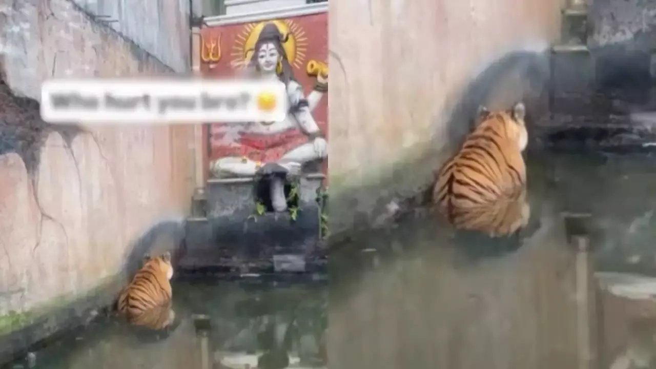Viral Tiger Sits Devotee‑Style Before Lord Shiva Statue — Internet Melts Over ‘Furry Bhakta’