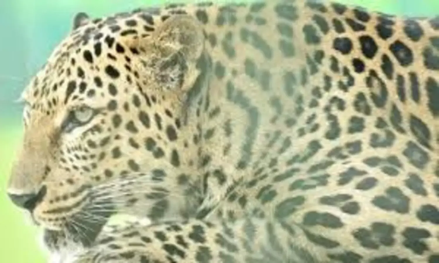 Leopard Roaming Freely Near Hyderabad Military Zone, Alert Issued