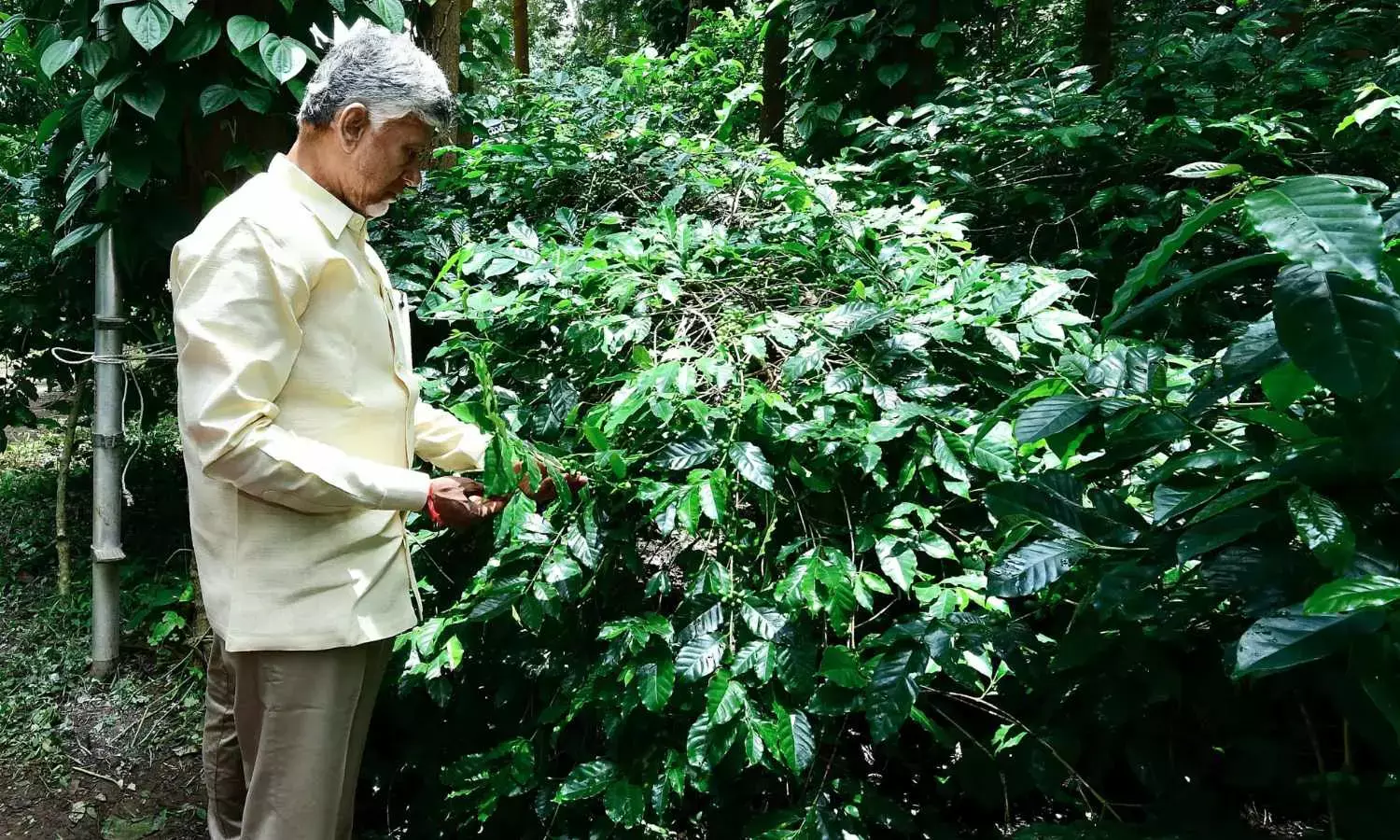 Naidu for popularising organic coffee grown in Araku in India, abroad