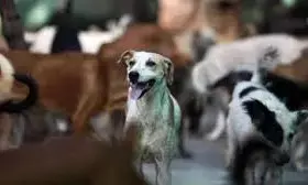 Delhi Lacks Shelter Infrastructure as SC Orders Relocation of Stray Dogs
