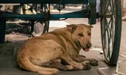 When Paris Killed Dogs Maneka Gandhi Slams Supreme Court’s Stray Removal Order, Warns of 1880s Paris Disaster When Paris Killed Dogs Maneka Gandhi Slams Supreme Court’s Stray Removal Order, Warns of 1880s Paris Disaster