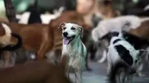 Delhi Lacks Shelter Infrastructure as SC Orders Relocation of Stray Dogs Delhi Lacks Shelter Infrastructure as SC Orders Relocation of Stray Dogs