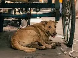 When Paris Killed Dogs Maneka Gandhi Slams Supreme Court’s Stray Removal Order, Warns of 1880s Paris Disaster