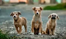 Supreme Court Reserves Order on Plea to Stay Stray Dog Removal Directive