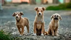 Supreme Court Reserves Order on Plea to Stay Stray Dog Removal Directive