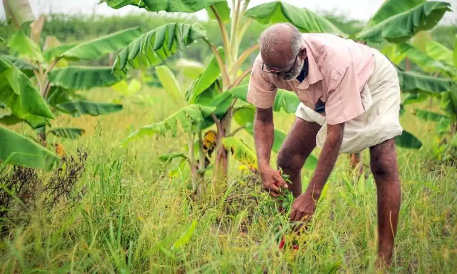 Favorable monsoon pushing farmers toward biological crop solutions