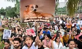 Supreme Court Eases Stray Dog Order, Allows Release After Sterilisation and Vaccination