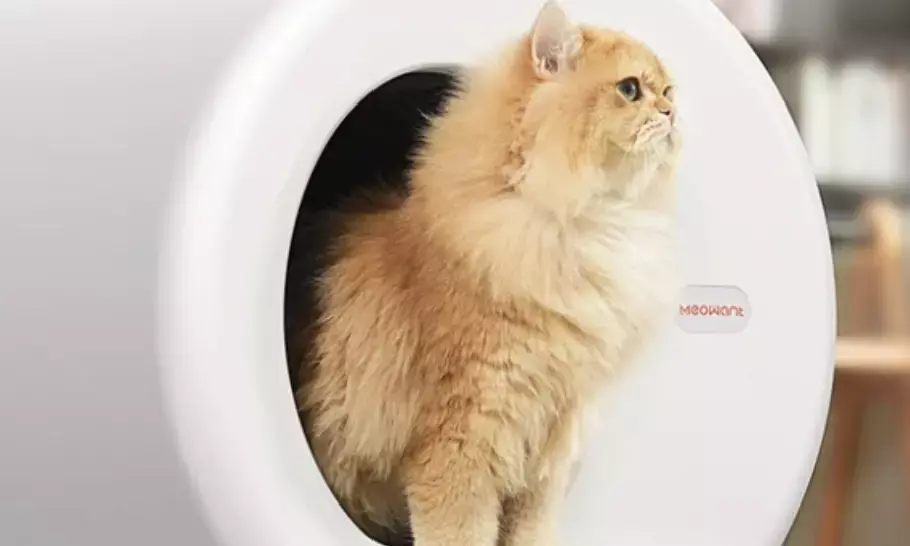 Simplify Cat Care with Self Cleaning Litter Box Schedules