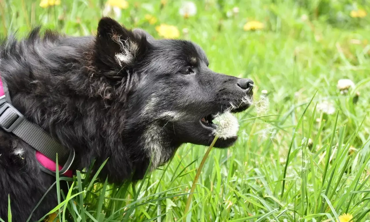 The Rise of Natural Dog Treats: Wholesome Snacks Your Pet Will Love
