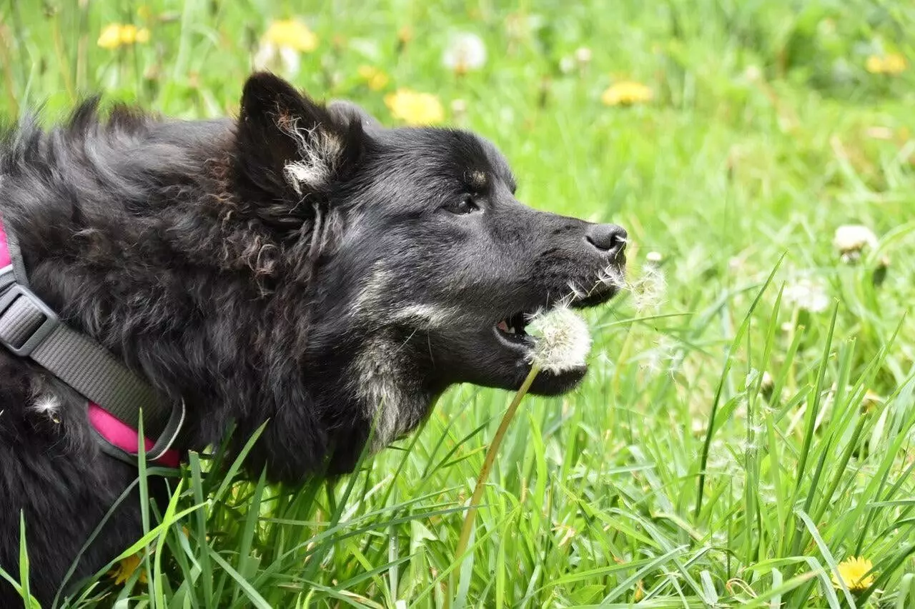 The Rise of Natural Dog Treats: Wholesome Snacks Your Pet Will Love The Rise of Natural Dog Treats: Wholesome Snacks Your Pet Will Love
