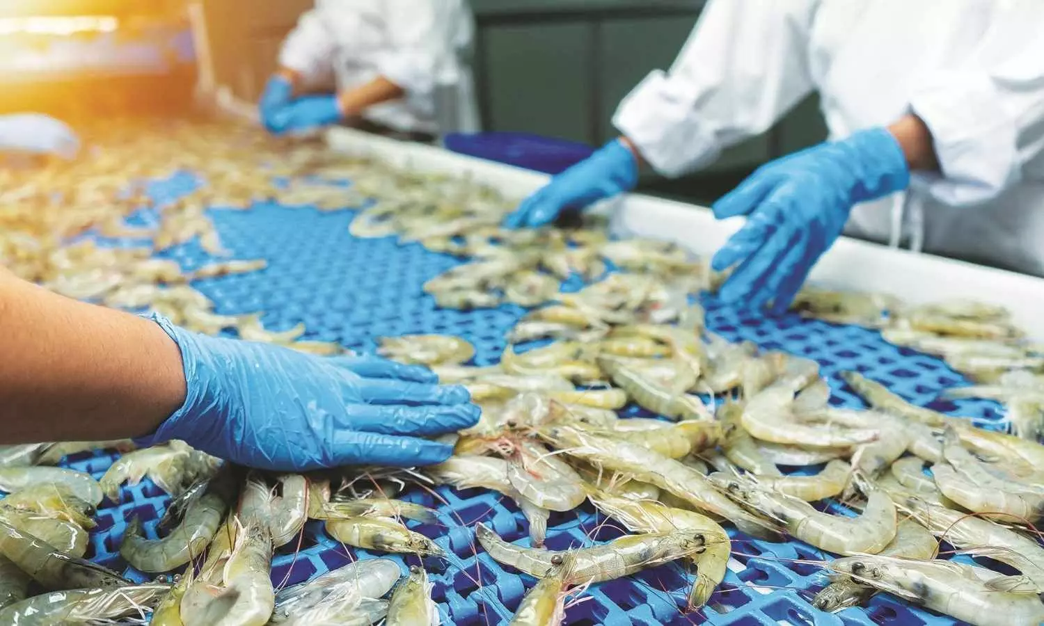 AP Chambers seeks Centres intervention to tide over crisis triggered by 50% tariff by US on import of shrimps, other products from India AP Chambers seeks Centres intervention to tide over crisis triggered by 50% tariff by US on import of shrimps, other products from India